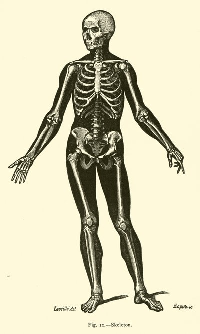 Skeleton  tekijältä Leveille